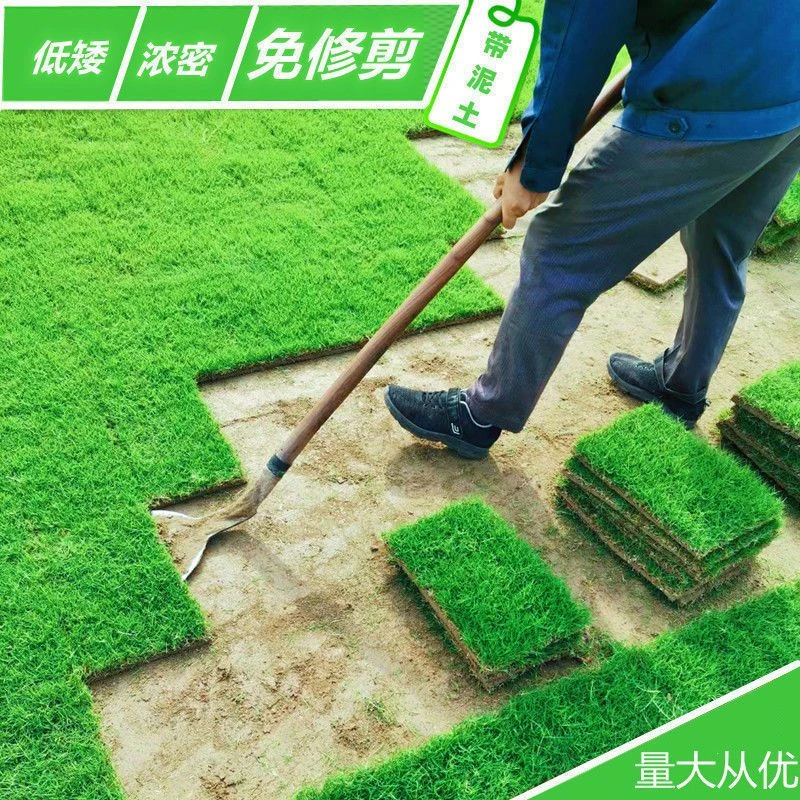 草皮真进口带泥土马尼拉草坪果岭草四季青花园百慕大带土庭院绿化