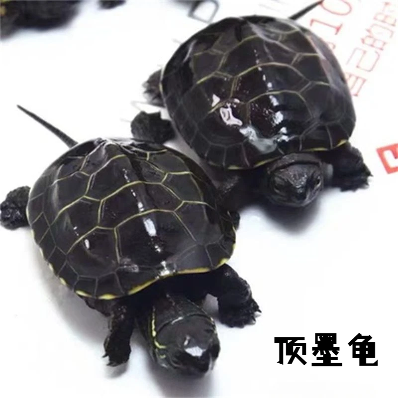 顶墨苗活体小乌龟黑腹全墨中华草龟宠物外塘浅水龟观赏冷水小龟苗