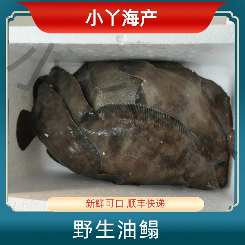 【油鳎/油片】青岛本地新鲜油鳎食用好吃野生油鳎