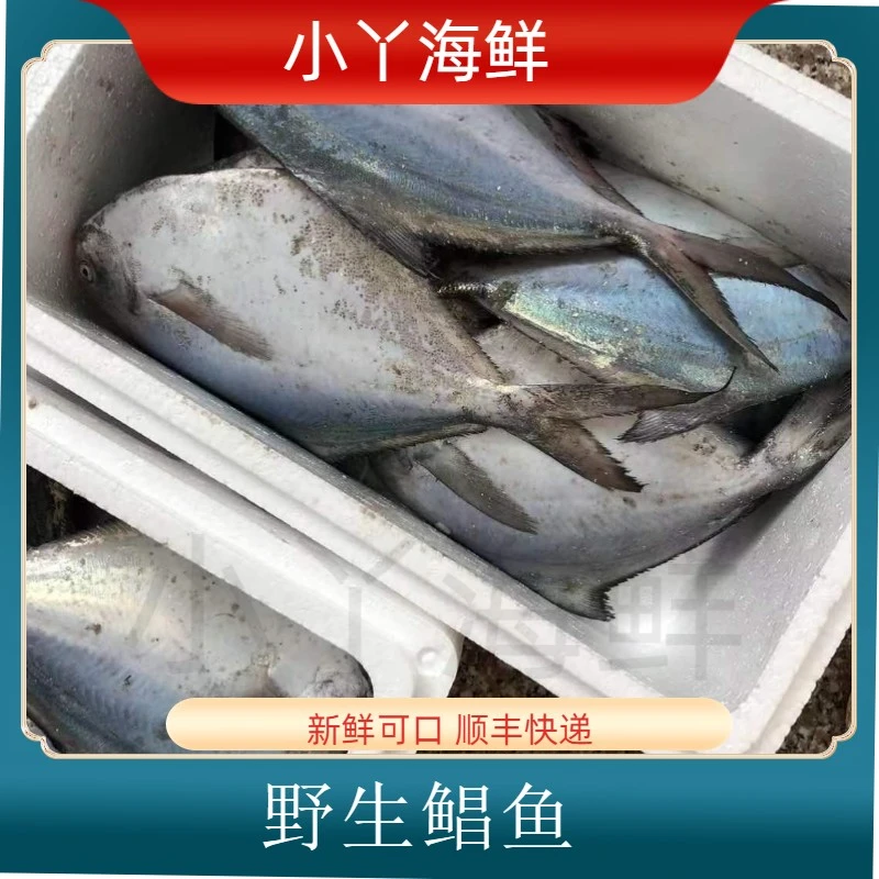 【冻鲳鱼】青岛海捕野生鲳鱼 扁鱼 平鱼 顺丰发货
