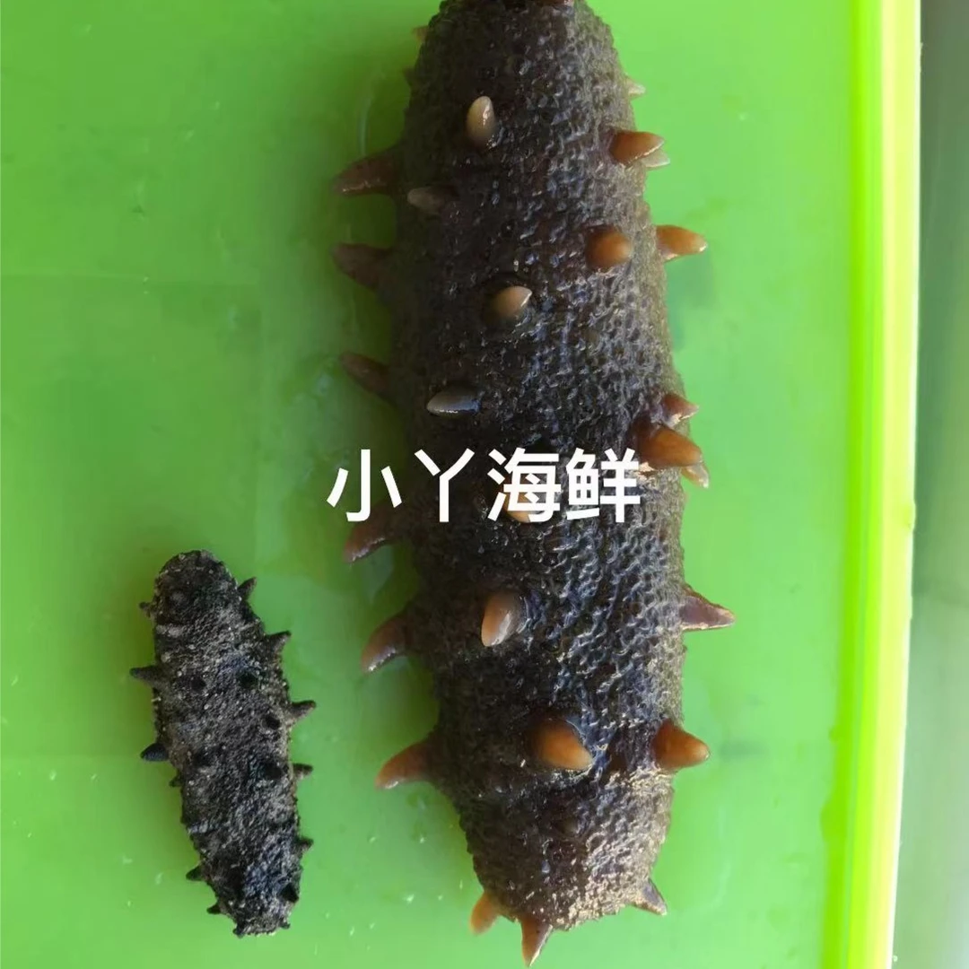 【底播参 大连海参】无任何土腥味 弹力足 (明天发货)