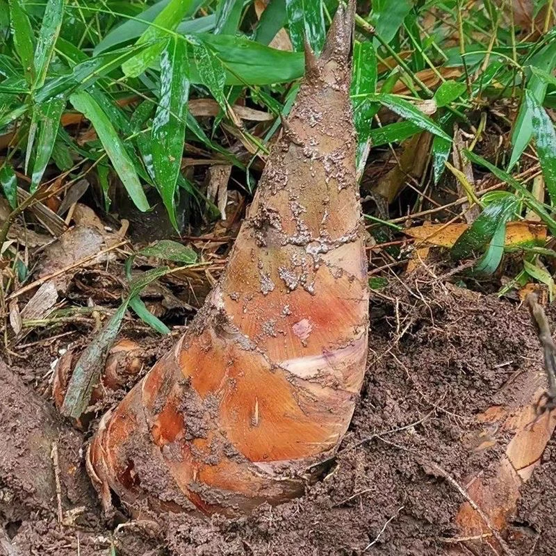 正宗云贵州特产新鲜带壳甜笋不苦生吃笋当季现挖现发嫩竹笋