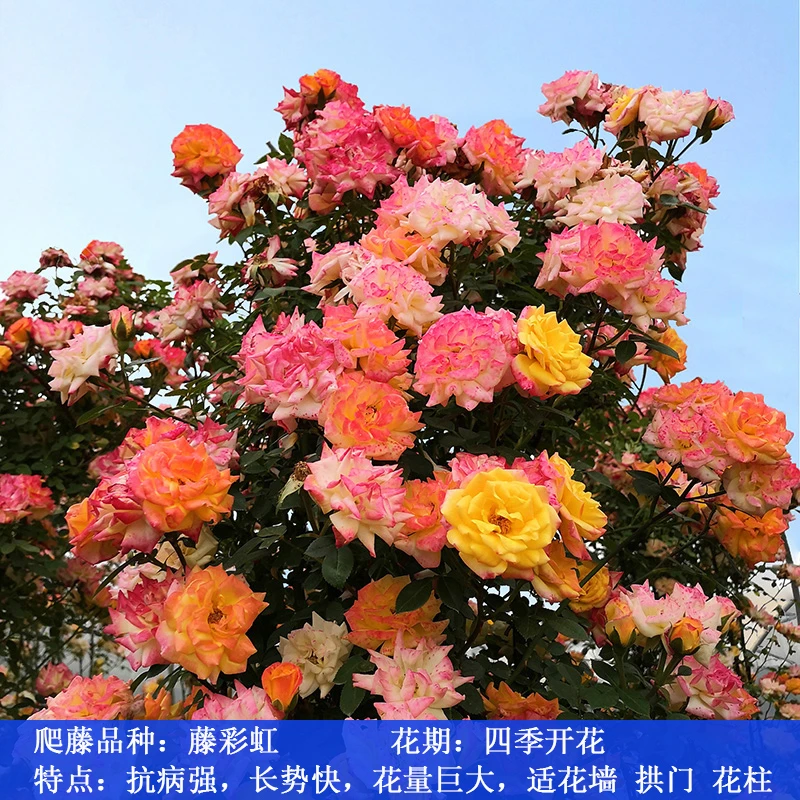 藤彩虹爬藤月季花苗四季开花藤本蔷薇适合庭院大花阳台花卉盆栽