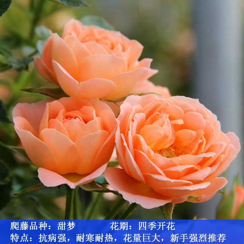 甜梦爬藤月季花苗四季开花藤本蔷薇爬藤适合庭院大花阳台花卉盆栽