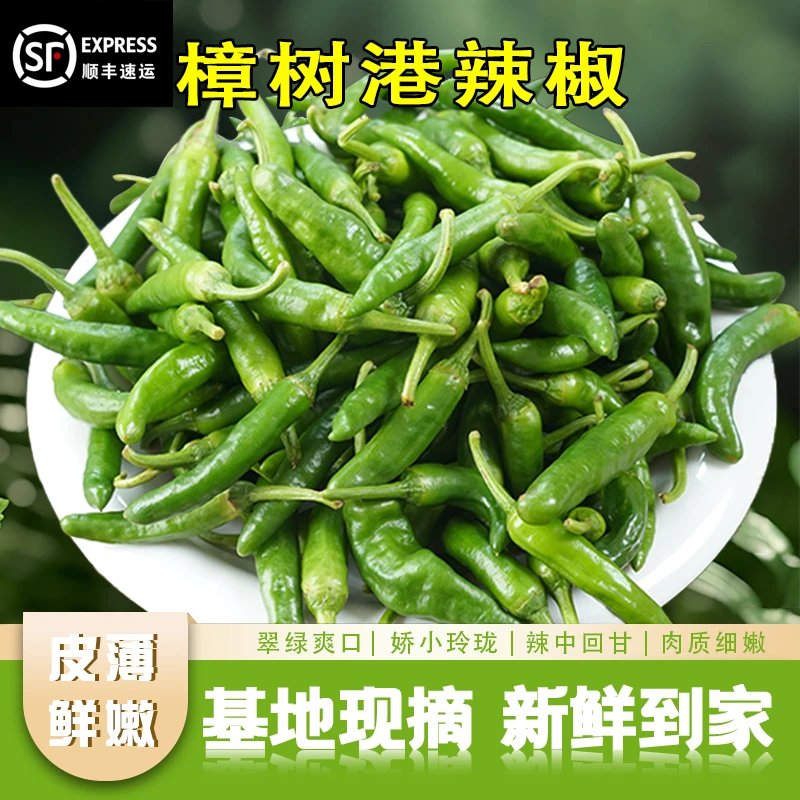 【微辣】正宗樟树港辣椒原种湖南软香薄皮美味新鲜小青椒产地采摘