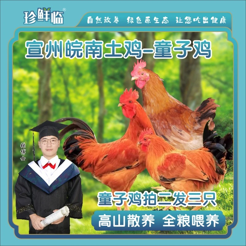 【品质生活】孩子爱吃土鸡高山散养童子鸡鲜嫩多汁美味