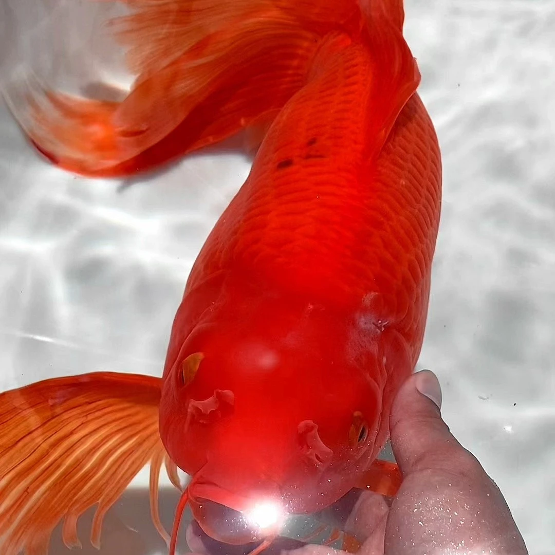 红蝴蝶鲤冷水观赏鱼锦鲤鱼红鱼批发活鱼鲜活效果上色泰狮蝴蝶龙鲤