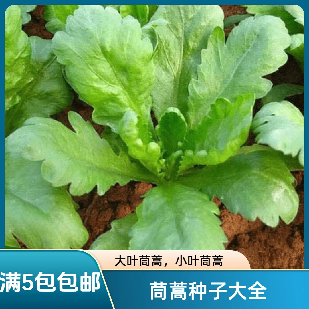 大叶茼蒿种子春夏秋冬盆栽阳台四季耐寒高产农家青蔬菜种子
