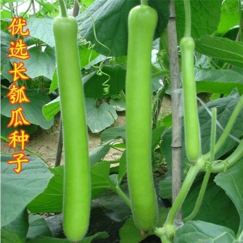 【一元一包】早熟长瓠子瓜种子圆瓠葫芦瓜蒲瓜籽庭院盆栽搭架种植