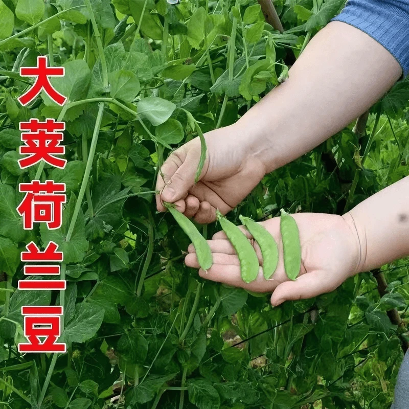 软荚荷兰豆种子春秋四季播种脆甜荷兰豆现摘阳台庭院种植蔬菜种子