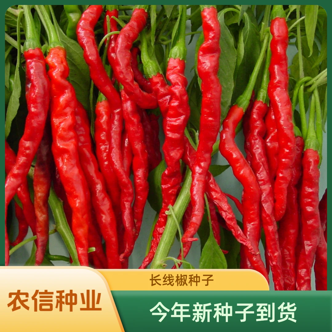 【满5包包邮】超长香辣线椒种子薄皮春秋易种早熟种籽阳台庭