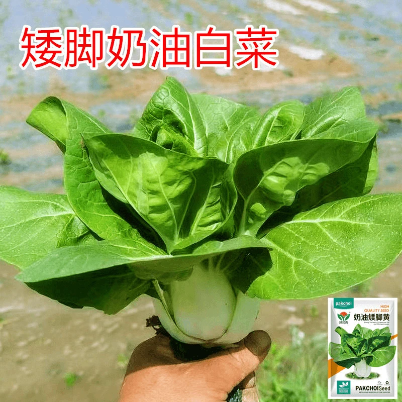 【5包包邮】矮脚黄奶白菜种子奶油小青菜秋冬季油菜孑四季秋后