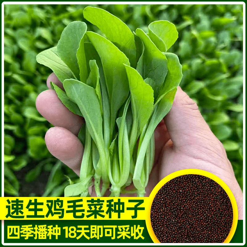 【满5包包邮】四季鸡毛菜耐寒速生小白菜小青菜小油菜盆栽庭院种