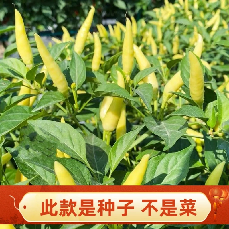 小米辣椒种子小米椒泡椒尖椒朝天椒阳台盆栽四季种植蔬菜种子