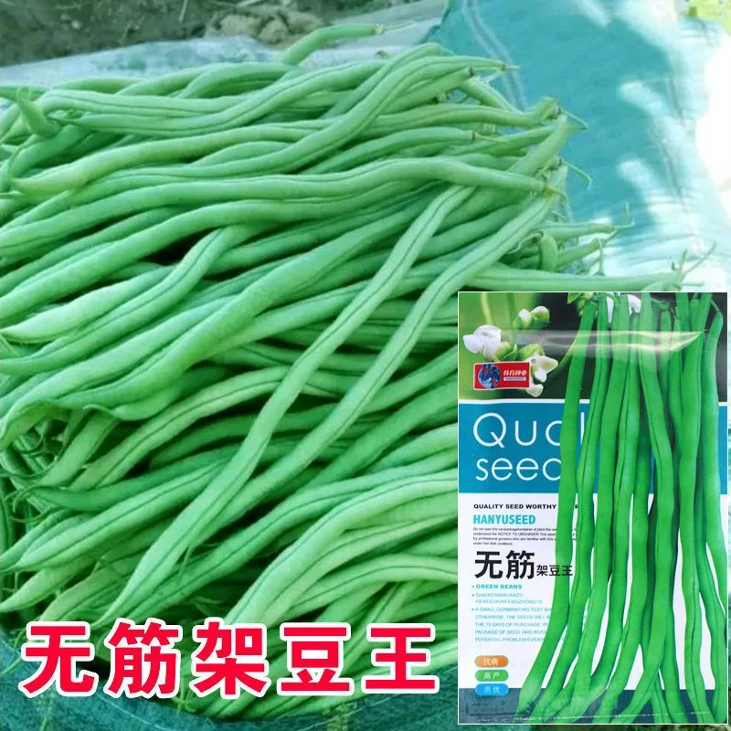 【全店满5包包邮】无筋架豆王种子四季豆特长架豆种籽荚长肉厚高