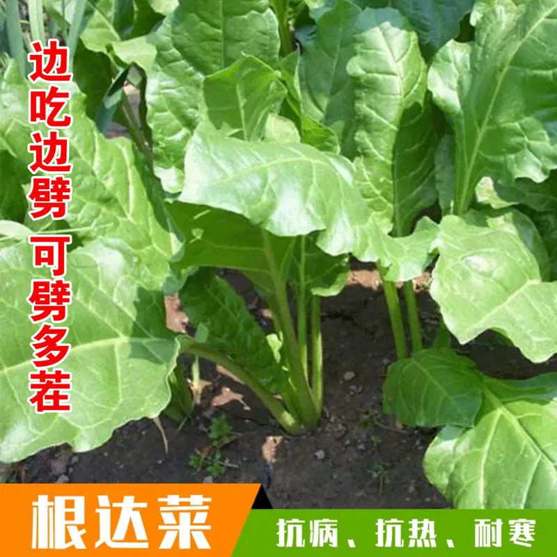 【满5包包邮】根达菜种子劈菜牛皮菜厚皮菜君达菜多次采收特色蔬