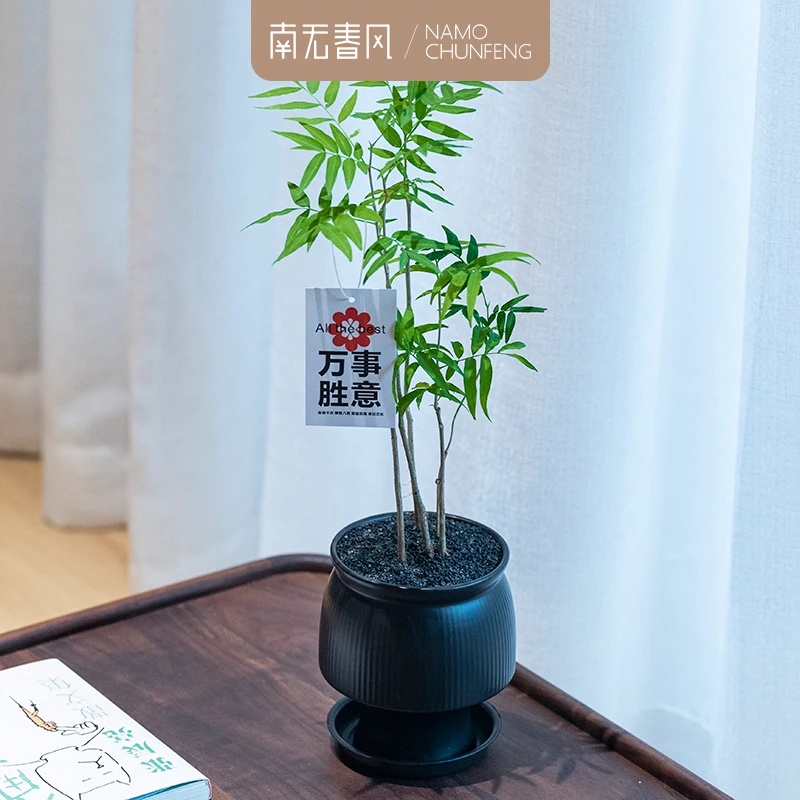 【无患子菩提】无患子树盆栽室内外茶桌书桌客厅办公桌观叶绿植盆栽