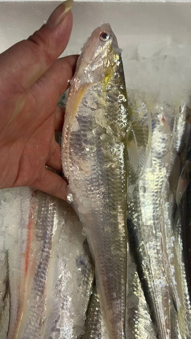 精品海刀鱼 2.4两～2.6两 5条