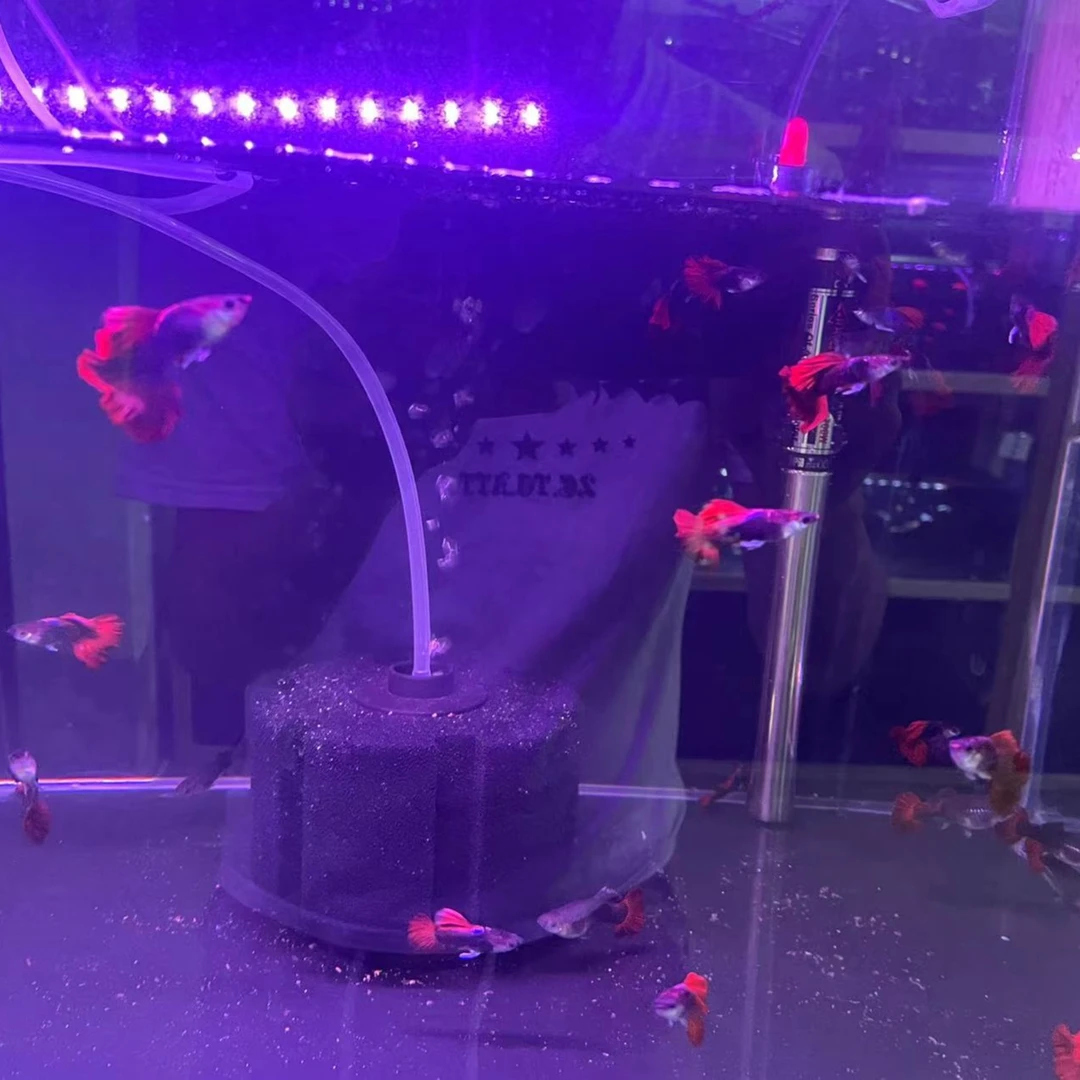 菊花帆折扇孔雀鱼 入缸不售后 仅退款 不补发