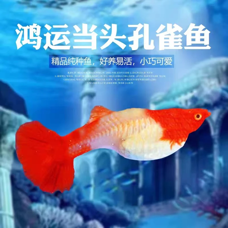 鸿运当头种鱼孔雀鱼 二公二母 2.5-3.5cm   仅退款 不补发