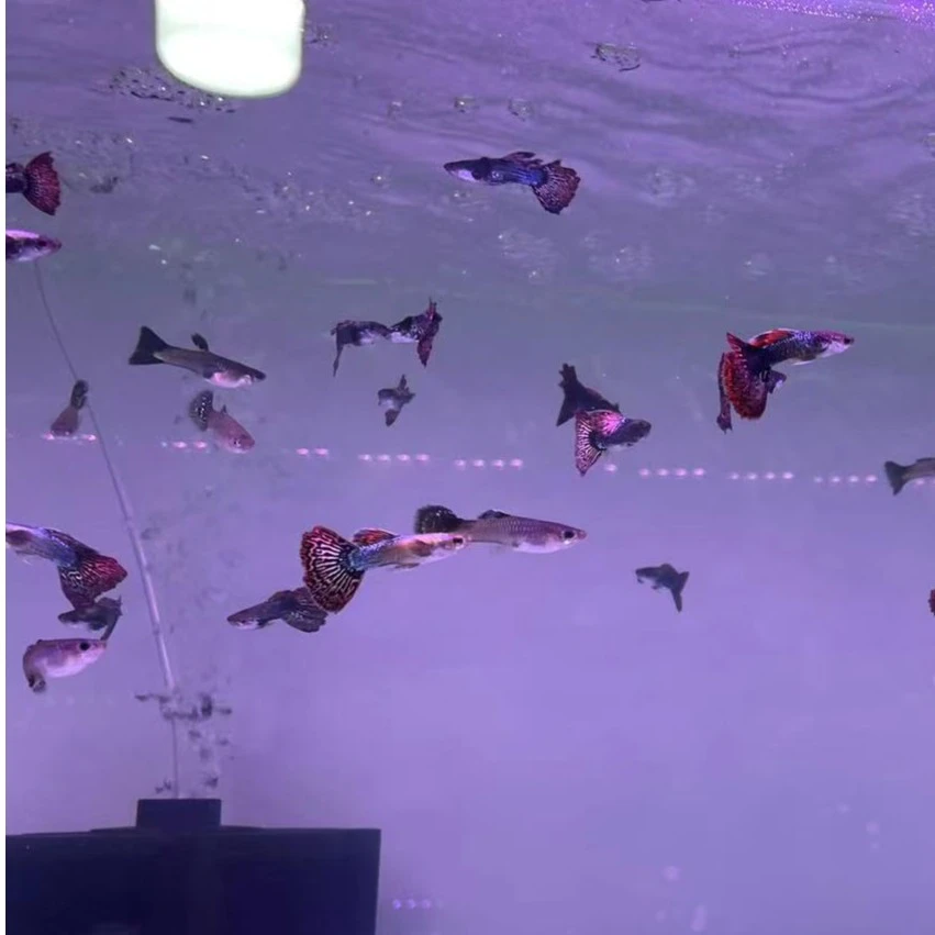 越系红龙孔雀鱼 二公二母 入缸不售后  仅退款 不补发