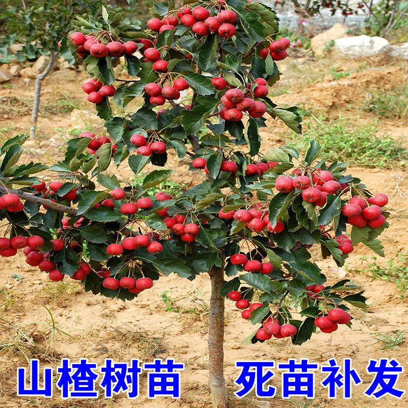 山楂树苗嫁接大五棱山楂苗南北方盆栽地栽大金星 【3年苗 买1送2】