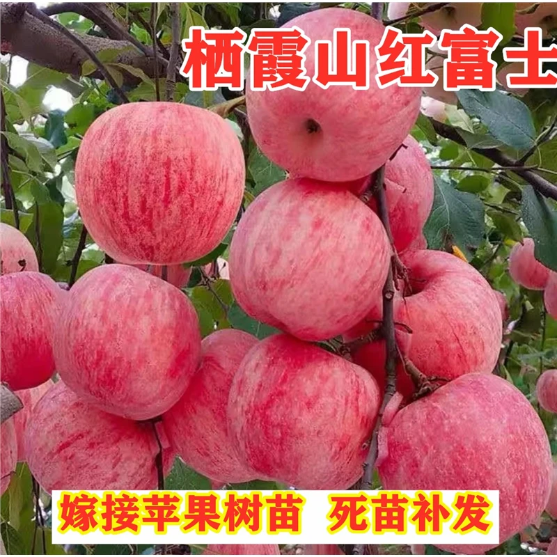 嫁接烟台栖霞红富士苹果树苗脆甜冰糖心苹果苗 2-3年苗【买1送2】