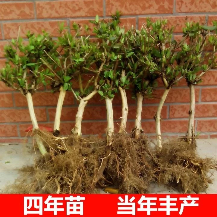 金银花树苗盆栽红金银花可食用爬藤植物庭院好养花卉绿植当年爆花