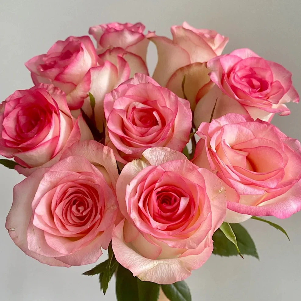 艾莎玫瑰 单头玫瑰 任意2单顺丰 发货后不支持退款