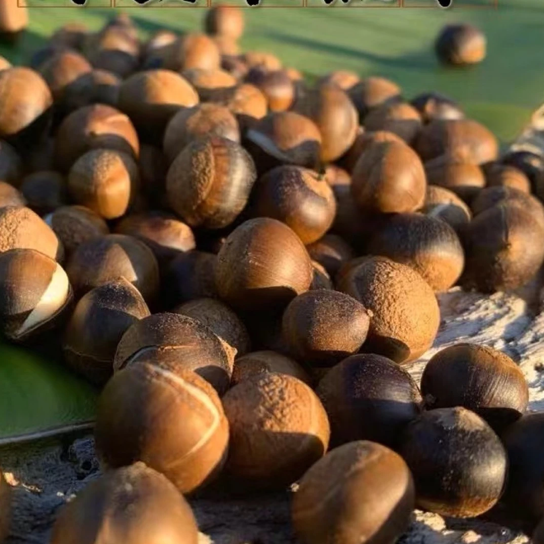 小锥栗新鲜米锥栗板栗勾子圆子刺锥毛栗板栗山货坚果1斤包邮