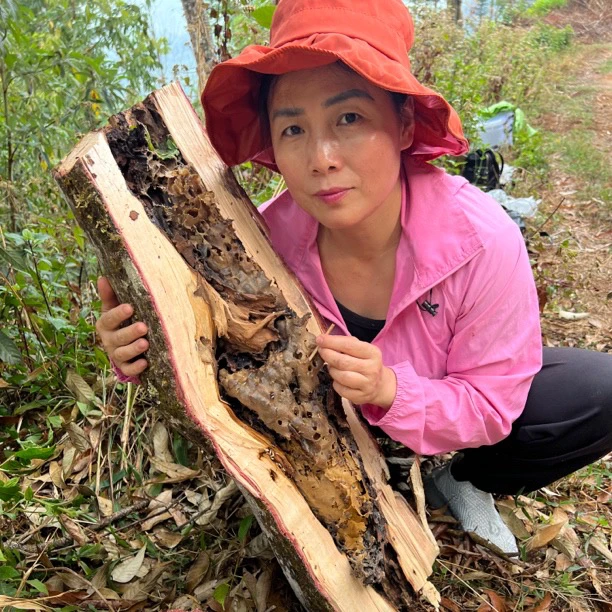 野森珍野生树酸蜜500克小酸蜜包邮