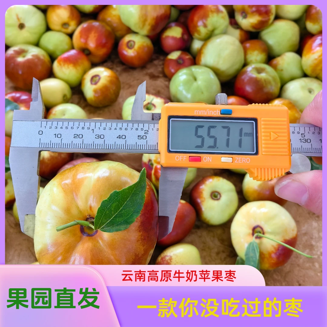 新品应季水果新鲜采摘牛奶苹果枣非蟠枣大荔冬枣皮薄肉厚大枣中秋