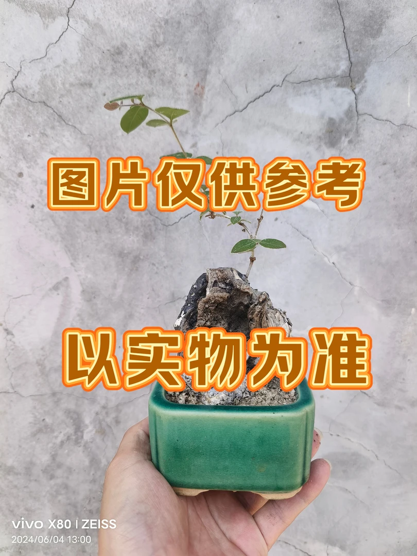 花卉盆景盆栽绿植
