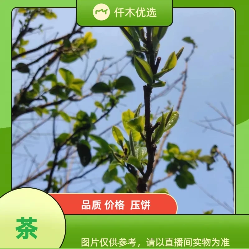 【老海 6.20 白茶大礼包】