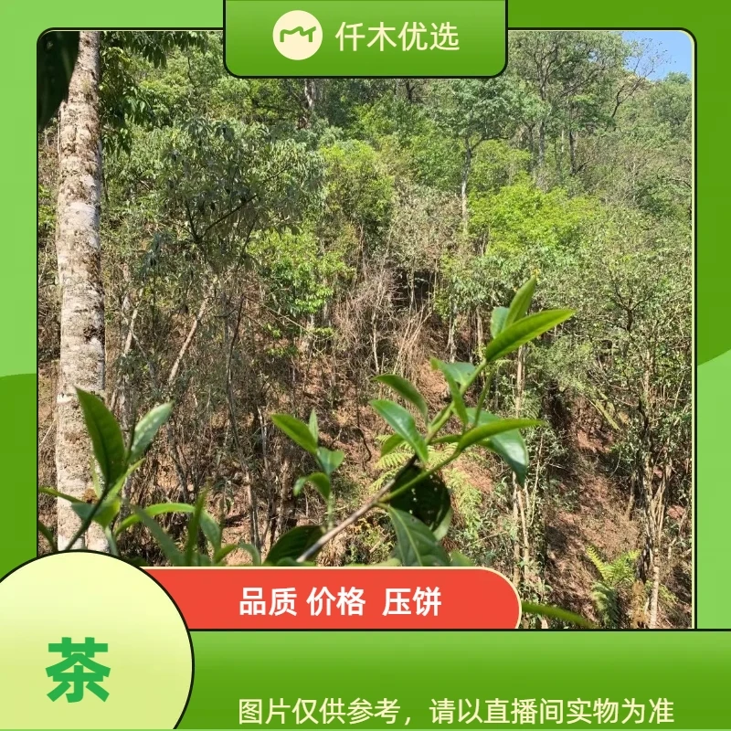 【生茶】【冰岛南美古树】2021年  普洱茶散茶