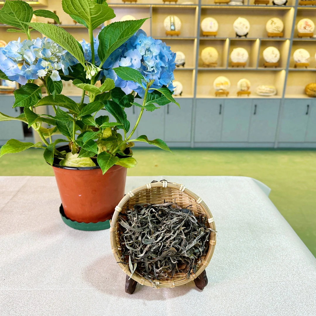 【丙山邦骂72号三百年古树头春】2023年普洱茶生茶通用代替链接