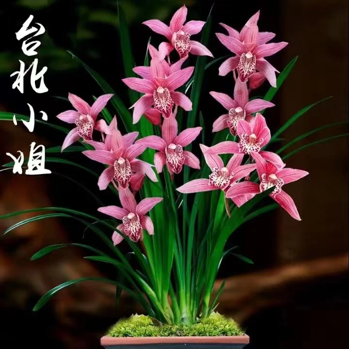 【台北仙子】3支花浓香好养四季开花室内阳台绿植花卉盆栽