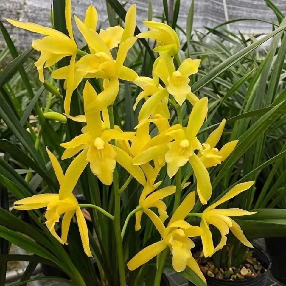 原盆【黄金小神童】金黄色大花室内阳台好养兰花绿植花卉盆