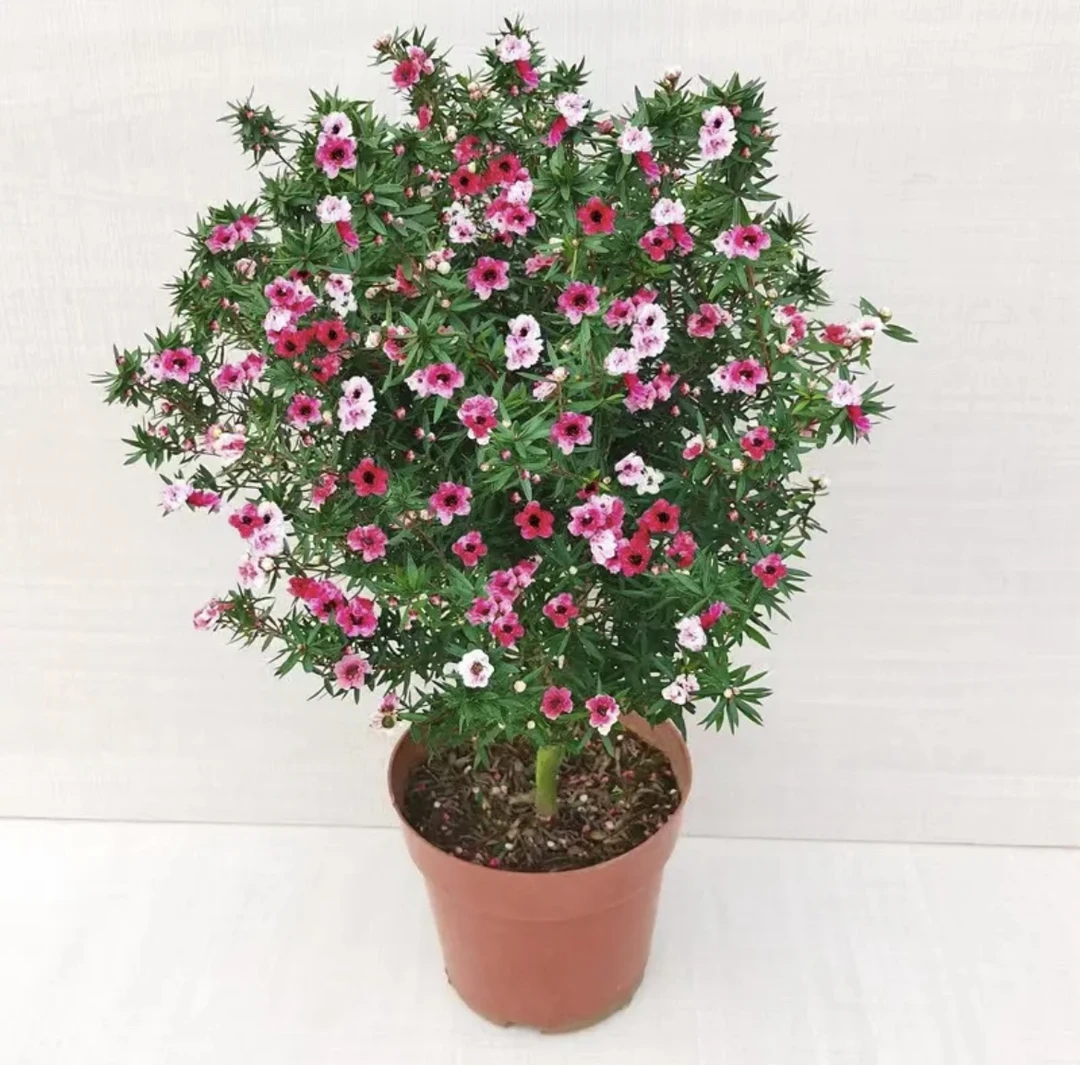 【松雪梅】四季开花木本植物阳台庭院花园重瓣松雪梅好养耐寒可地栽