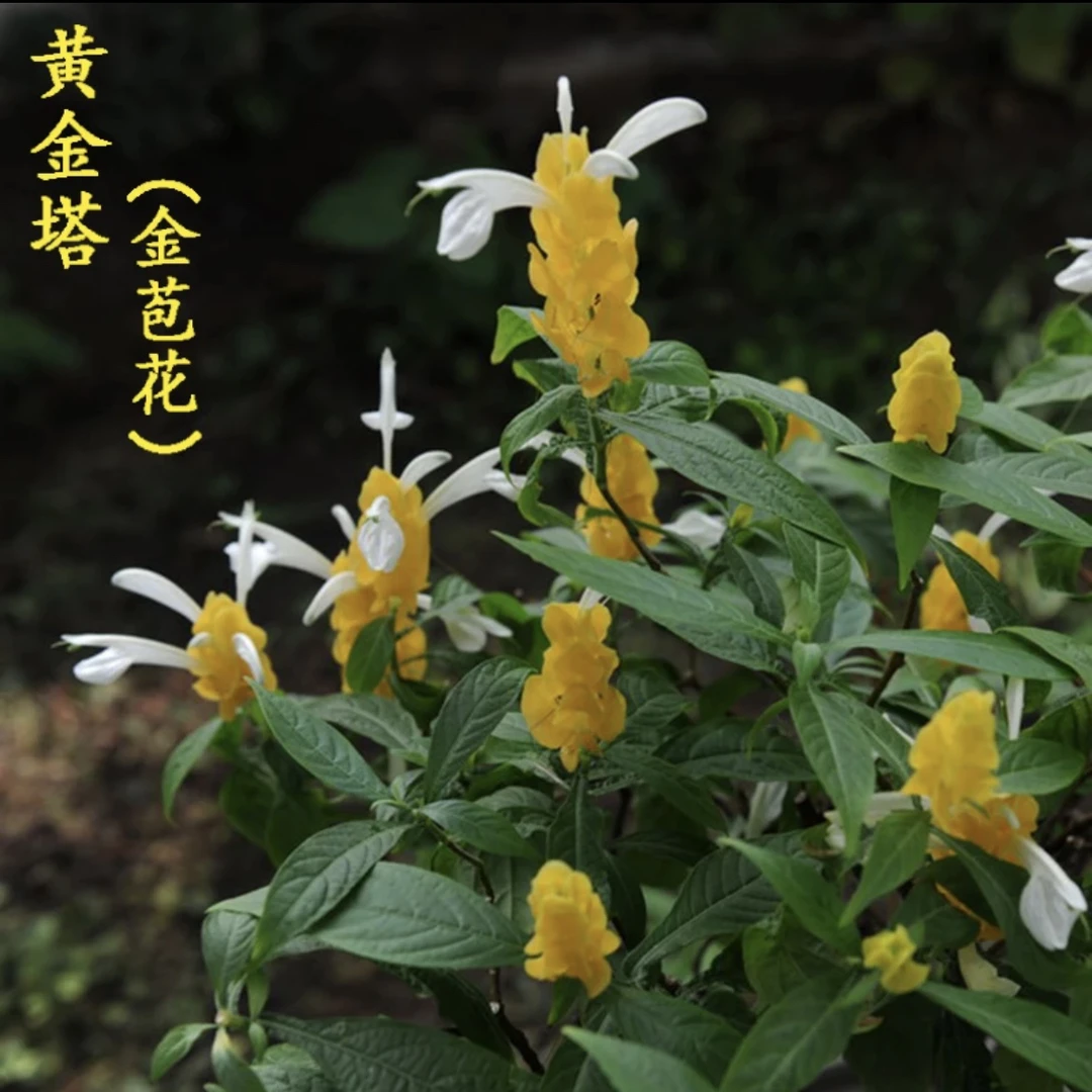 【黄金宝塔】四季开花阳台庭院室内室外盆栽多年生木本植物