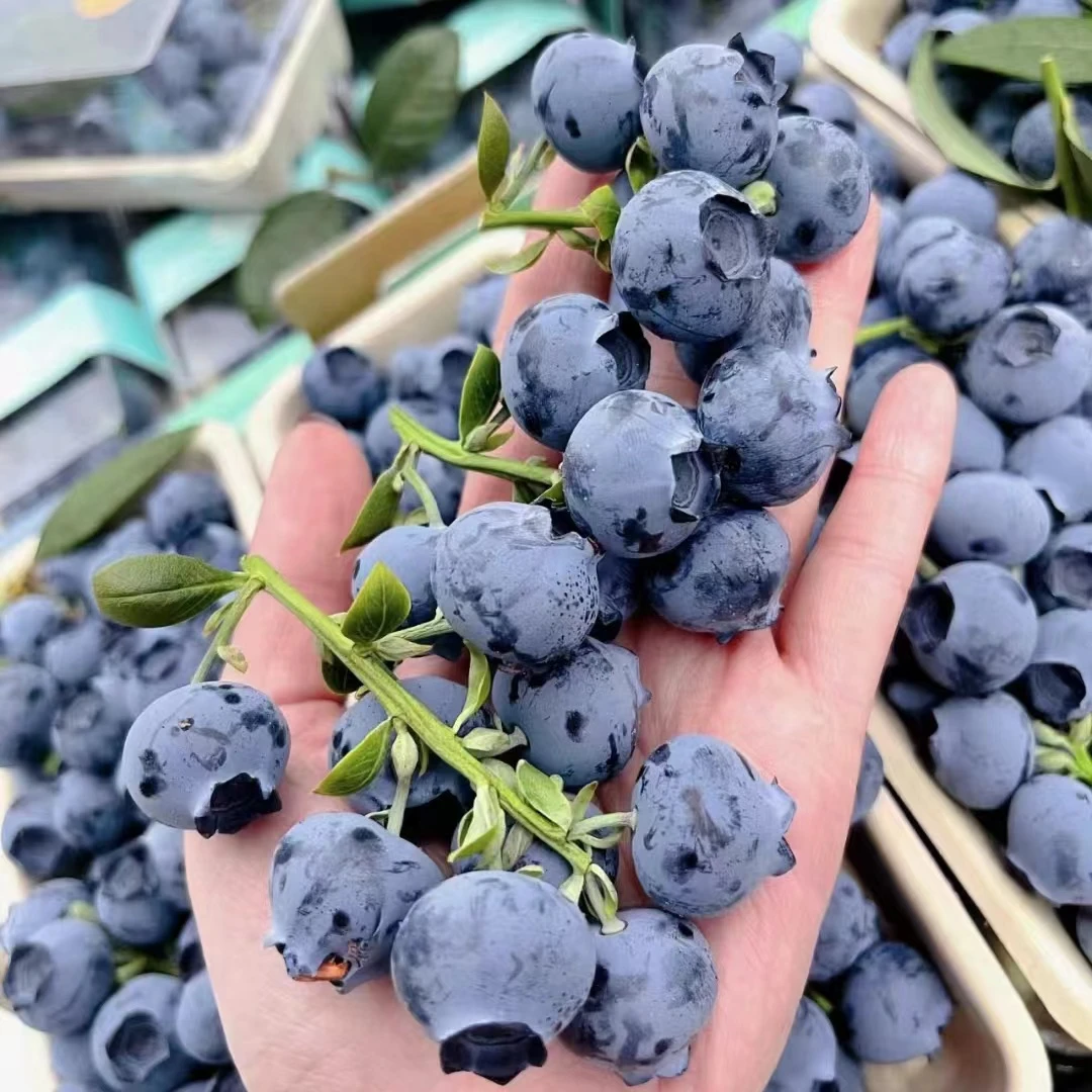 抚仙湖高山露天 花青素 山地蓝莓 现采现发 8盒装
