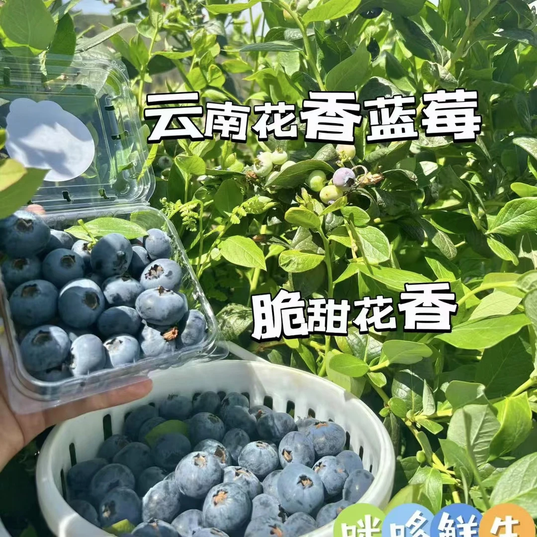 抚仙湖 花香脆甜蓝莓 露天生态种植