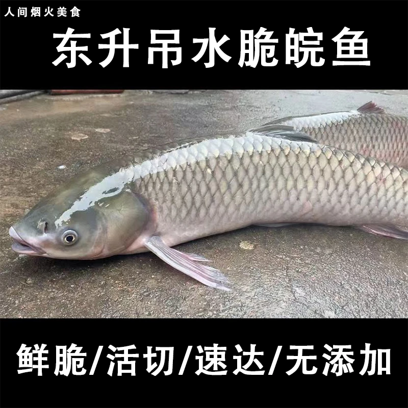 黑皖鱼中山吊水脆肉皖鱼脆鱼片鲜活现宰草皖鱼火锅新鲜广东脆生鱼