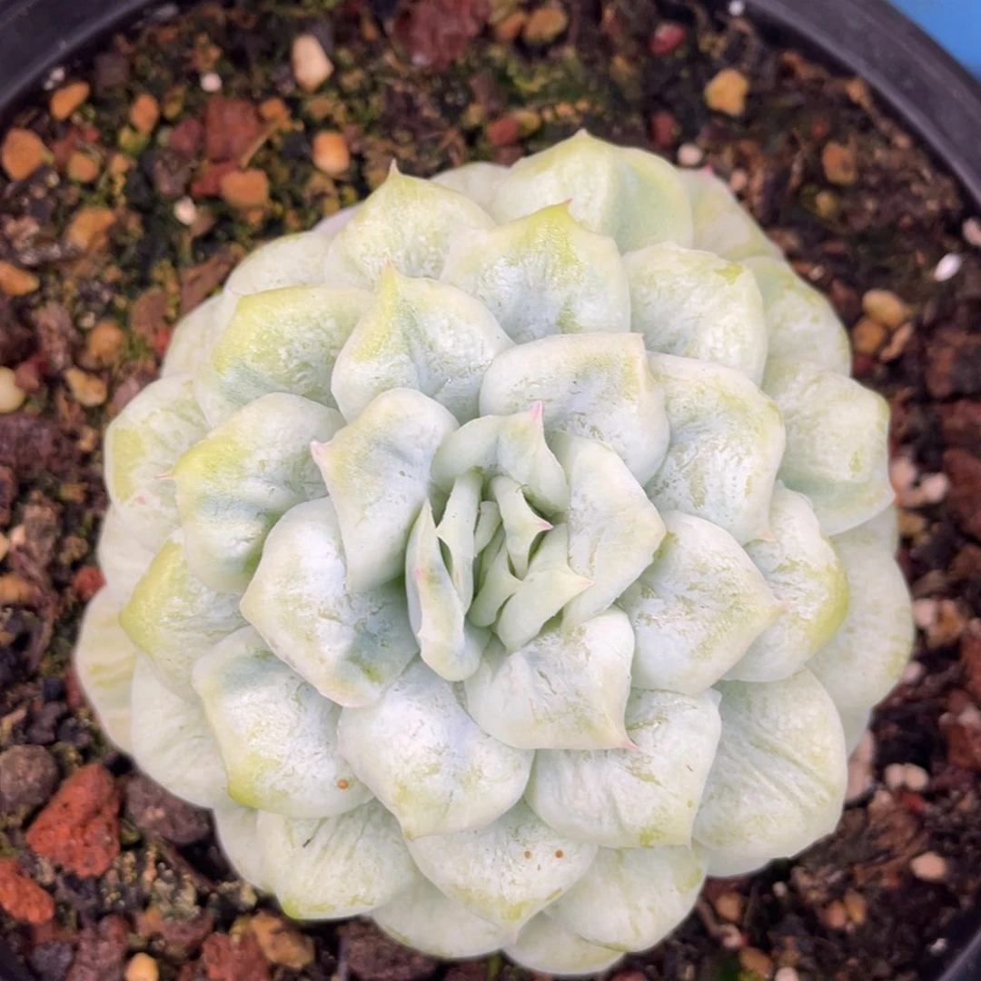 单头泡泡纱裙多肉