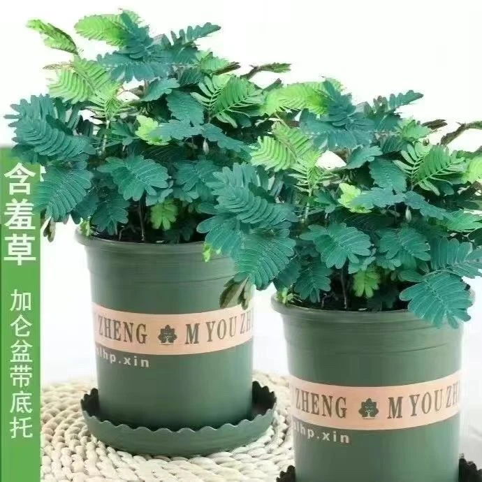 含羞草趣味植物小盆栽室内阳台好养活幼儿园儿童花卉绿植四季常青