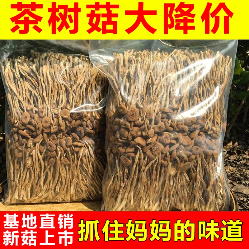 农家不开伞茶树菇新鲜古田茶树菇干货批发菌菇香菇菌汤包煲汤净重