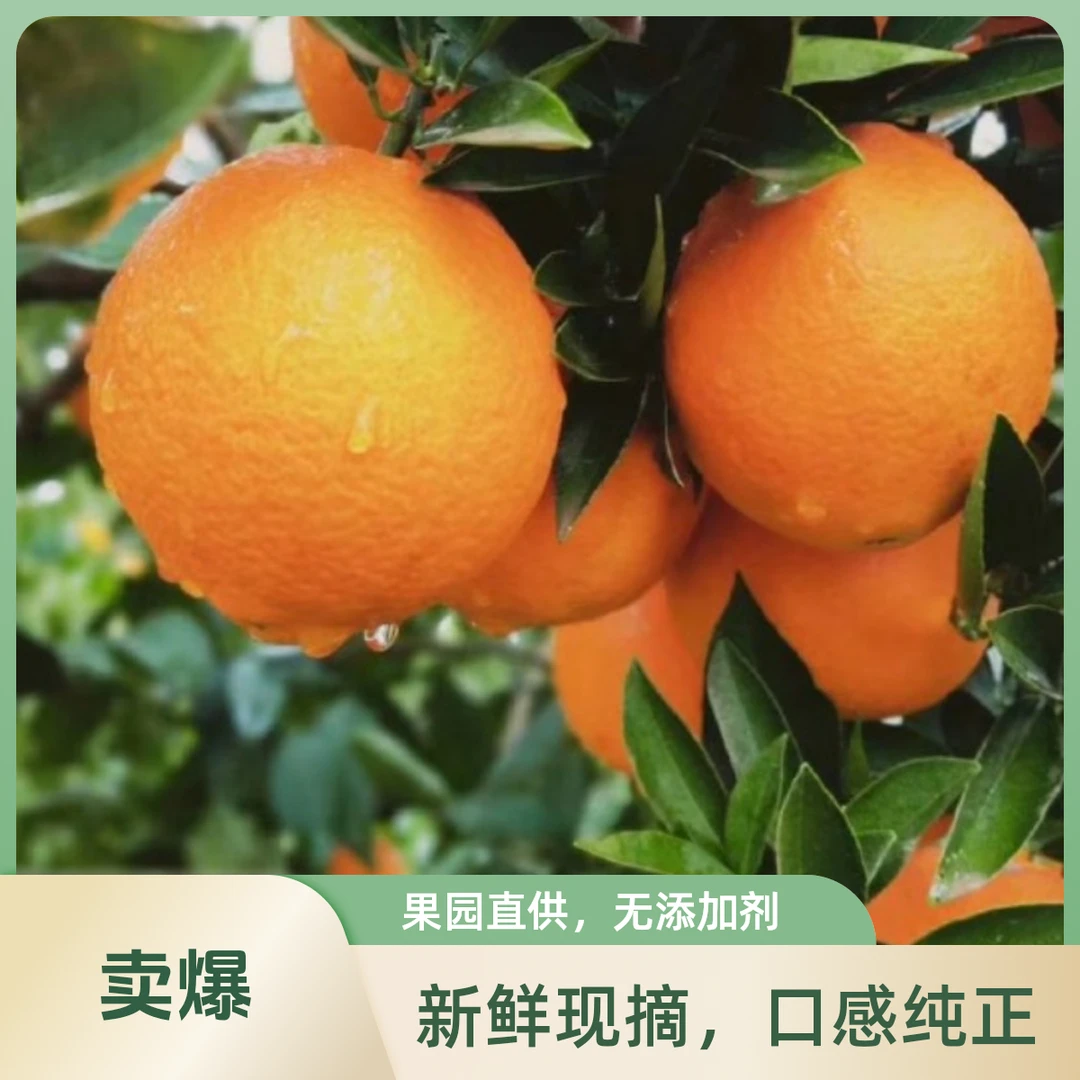 新鲜采摘多汁川南脐橙橙子果园直发江西赣南