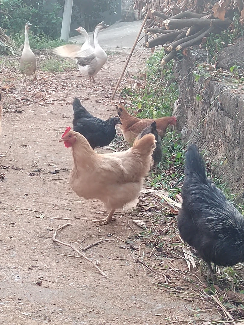 农家三黄鸡/卢花鸡/泰和乌鸡整鸡