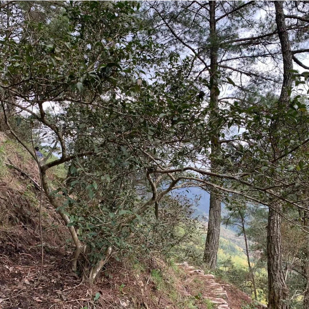 2025峭顶顶资源性百年老丛野生贡眉日晒白茶果香盒装.