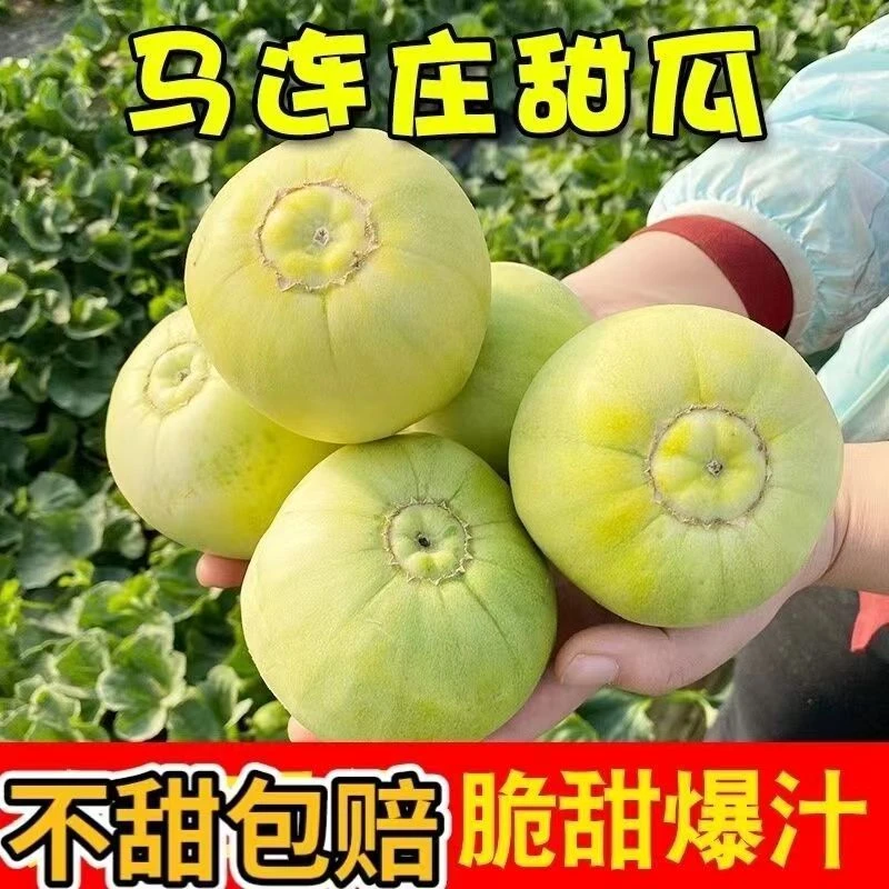 耀好正宗头茬青岛马连庄甜瓜香瓜甜宝薄皮脆甜当季新鲜整箱清香